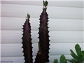 euphorbia trigona